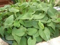 Houttuynia distillate (H-01)