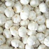NORMAL WHITE GARLIC