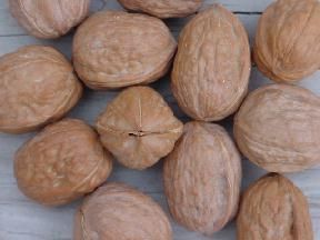 Walnut 