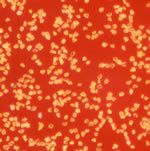 diamond micro powder 