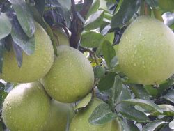HONEY POMELO