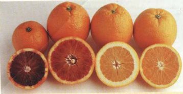 Egyptian Oranges