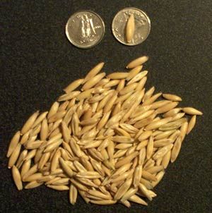 Conventional Oat