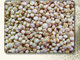 Quinoa