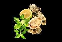 Pacific Oyster - Crassostrea Gigas
