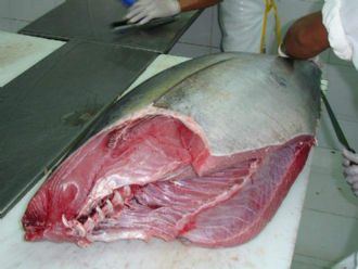 Jayani holdings / Fresh Tuna