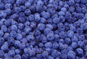 blueberry   anthocyanin