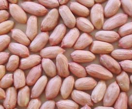 peanut(groundnut)