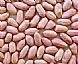 peanut(groundnut)