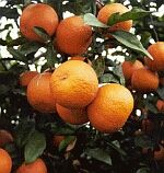 Mandarin Kinnow