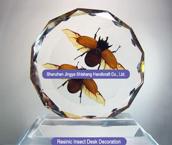 Resinic insect desk decoration Very unique 