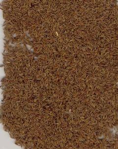 cuminseeds