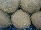Coconuts