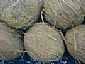 Coconuts