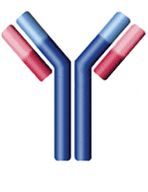 Clenbuterol Polyclonal Antibody