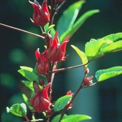Dried Hibiscus Roselle Flowers 
