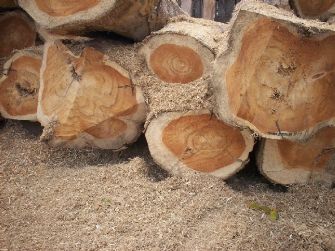 Teak Tectona Grandis