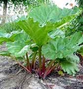 Rhubarb Root Extract/Rheum palmatum/Anthraquinones