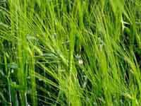 Barley Grass Extract/Hordeum vulgare