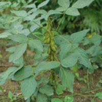 Soybean Extract/Soybean Isoflavone