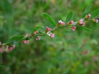 Common Knotgrass Herb Extract