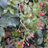 Rosehips Extract/Rosa canina