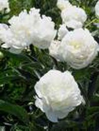 White Peony Root Extract
