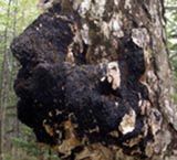 Chaga Mushroom Extract/phaeoporus obliquus/Inonotus Obliquus