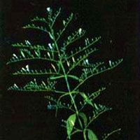 Andrographis Paniculata Extract/Andrographolides