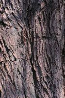 White Willow Bark Extract