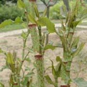 Polygonum Cuspidatum Extract/Resveratrol