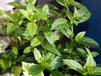 Peppermint Extract/Mentha haplocalyx