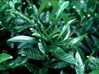 Pygeum Africanum Extract/Phytosterols