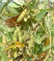 Black Bean Extract/Glycine soja/Anthocyanidin