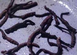 Cordyceps Sinensis Extract/Dong Chong Xia Cao/CS-4