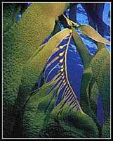 Kelp Extract/Laminaria japonica/Seaweed