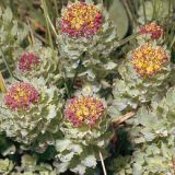 Rhodiola Rosea Extract/Salidrosides/Rosavin