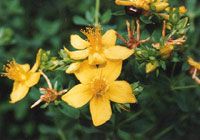 St John's Wort Extract/Hypericum Perforatum/Hypericin/Hyperforin