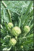 Artichoke Leaf Extract/Cynara scolymus