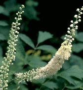 Black Cohosh Extract/Cimicifuga racemosa/Triterpene