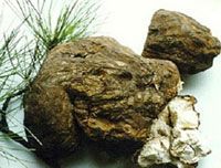 Poris Cocos Extract/Fu Ling Extract