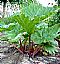 Rhubarb Root Extract/Rheum palmatum/Anthraquinones