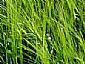 Barley Grass Extract/Hordeum vulgare