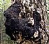 Chaga Mushroom Extract/phaeoporus obliquus/Inonotus Obliquus