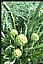 Artichoke Leaf Extract/Cynara scolymus