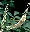 Black Cohosh Extract/Cimicifuga racemosa/Triterpene