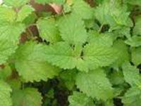 Lemon Balm Extract/Melissa officinalis