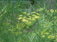 Fennel Seed Extract/Foeniculum vulgare Mill