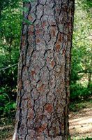 Pine Bark Extract/Pinus Massoniana Lamb/Proanthocyanidins