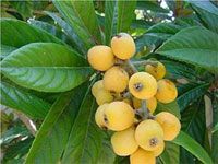 Loquat Leaf Extract/Pee-pah/Pipa